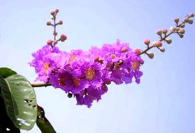 Le violet des fleurs Bang lang à Hanoï